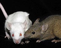 Mice also sing to flirt