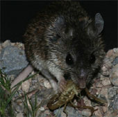 Mice are immune to scorpion venom