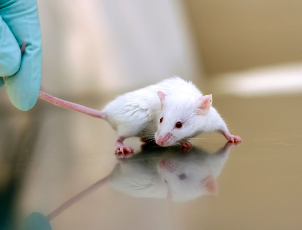 Mice are kind and sympathetic than we think