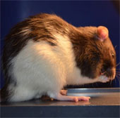 Mice are stressed by longer days