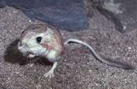 Mice do not drink water
