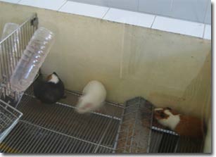 Mice help the vaccine industry grow