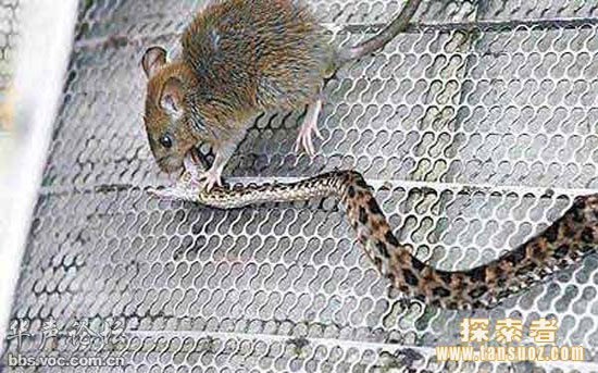 Mice hit snakes to die in half an hour