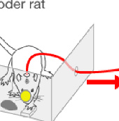 Mice in the United States and Brazil 'communicate' over the Internet