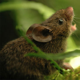Mice know to sing to mark the territory