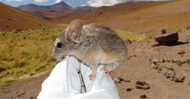 Mice live on the top of a volcano nearly 7000m high
