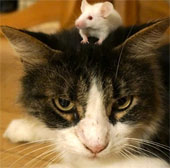 Mice no longer fear cats when infected with parasites