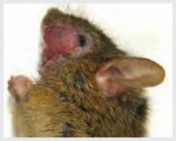 Mice provide many important clues to the obsessive-compulsive disorder