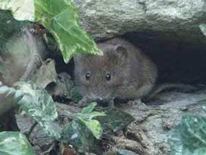 Mice recognize how different age?