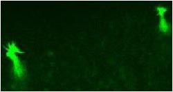 Mice use specialized neurons to detect carbon dioxide in the air