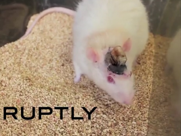 Mice with artificial brain implants still live well