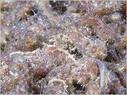 Microalgae - Future biofuel