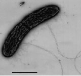 Microbial energy cells