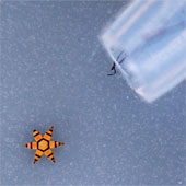 Microgripper - ultra-small clamp used for tissue sampling