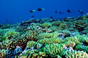 Microorganisms can be the killers of corals