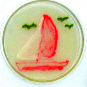 Microorganisms 'draw' pictures