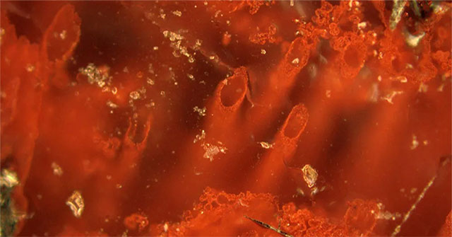 Microorganisms found in Kamchatka help treat tumors
