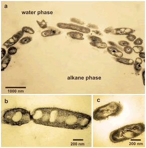 Microorganisms: 'Senior expert' handles environmental pollution