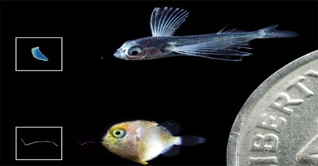Microplastics threaten the offspring and their food source
