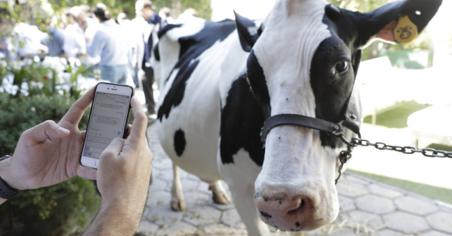 Microsoft has an application that allows farmers to chat with cows