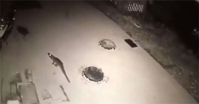 Midnight defection of crocodiles about to be meated in China