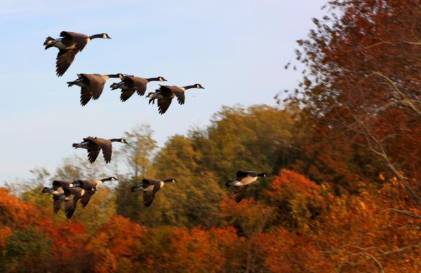Migratory birds are not picky to stop