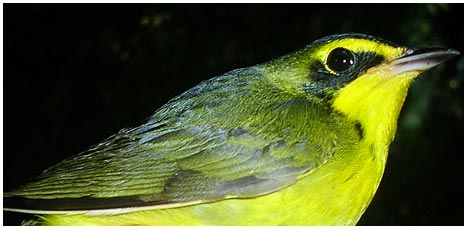 Migratory birds learn