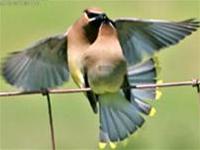 Migratory birds sleep hundreds of times a day