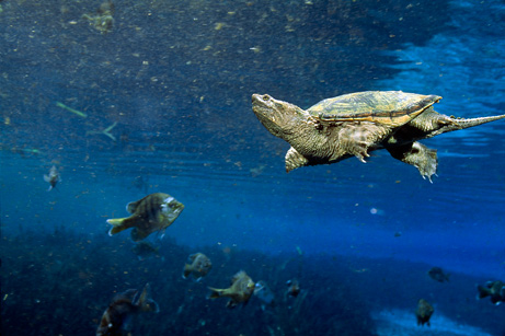 Millions of American turtles are consumed in China each year