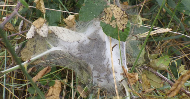 Millions of blind worms attack the English village