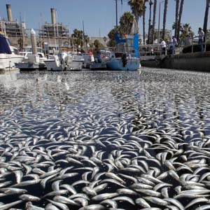 Millions of fish die in the US harbor