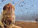 Millions of grasshoppers are as big as sparrows attacking Russia