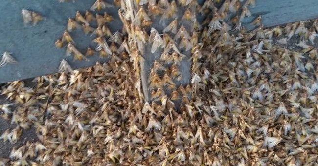 Millions of moths surround the village in Australia