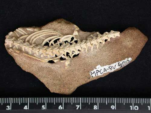 Millions of years ago snakes once had hips