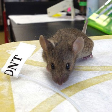 Mine detection with genetically modified mice