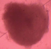 Mini heart culture for effective cardiovascular treatment