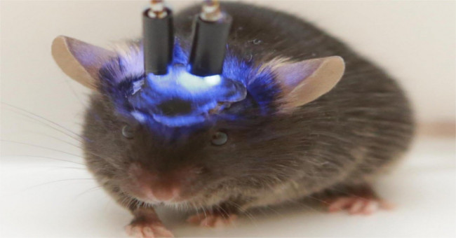 Mini-rat brains in mice raise concerns about intelligent hybridization