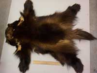 Mink Gulô