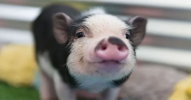 Miracle: Dead 4-hour pig brain is revived