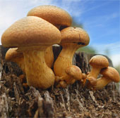 Miraculous ability of mushrooms