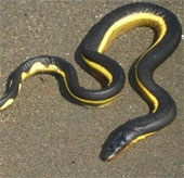 Miraculous ability of sea snakes