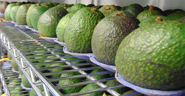 Miraculous coating - spray on fruits and it will have 5 times longer shelf life