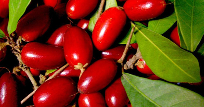 Miraculous fruits in Vietnam can turn every taste into sweetness