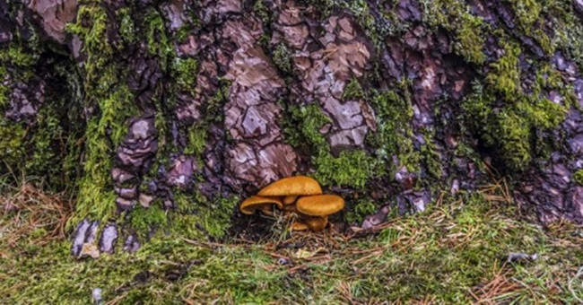 Miraculous mushrooms help treat depression in humans