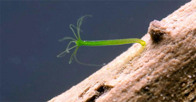 Miraculous nature: These are creatures that make you believe in immortality!