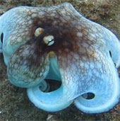 Miraculous stealth of octopus in the Caribbean Sea