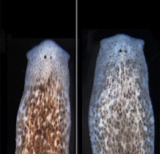 Miraculously reincarnate into a completely new species of flatworms