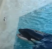 Mischievous whales use bird trap tips