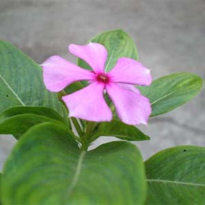 Mission of lilies