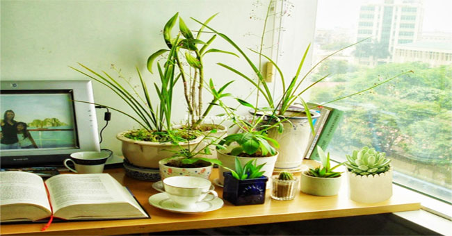 Mistakes when planting many plants and flowers in the room